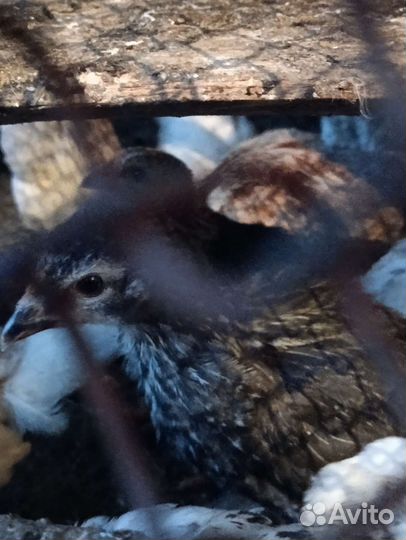 Цыплята (брама)