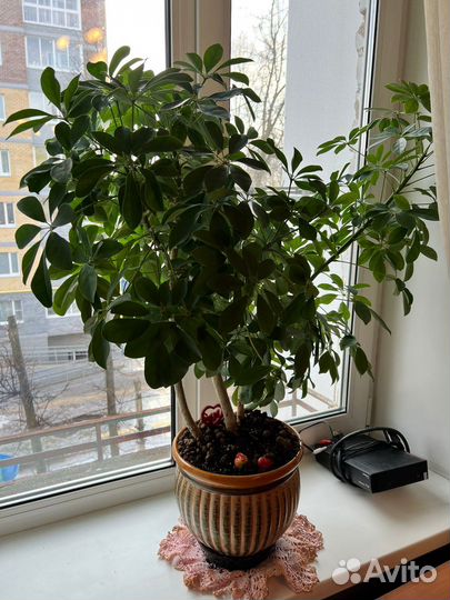 Комнатные цветы шефлера