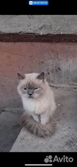 Молодой кот 1,5 года