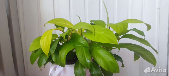 Филодендрон малай голд