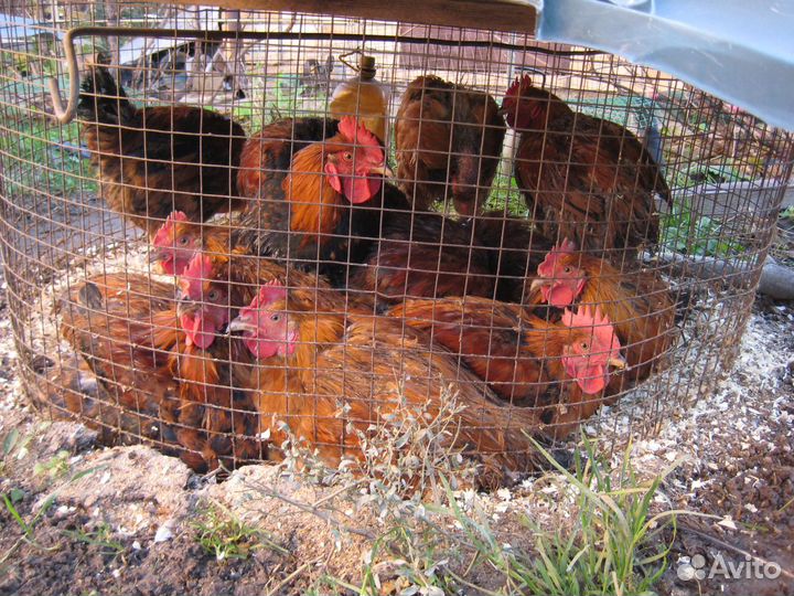 Мясо Цесарка,голошейка,кучинские и петушки,бройлер