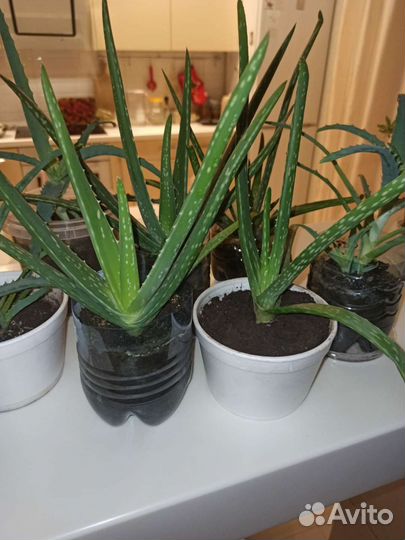 Лечебный алоэ алое алой