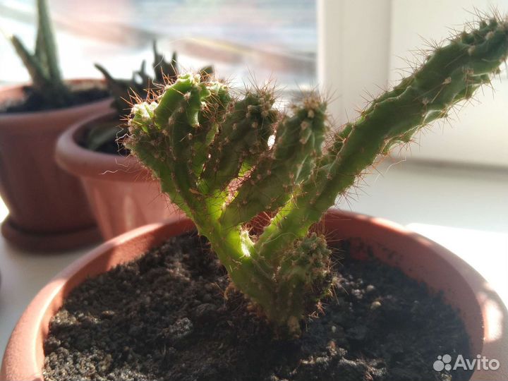 Кактусы и суккуленты