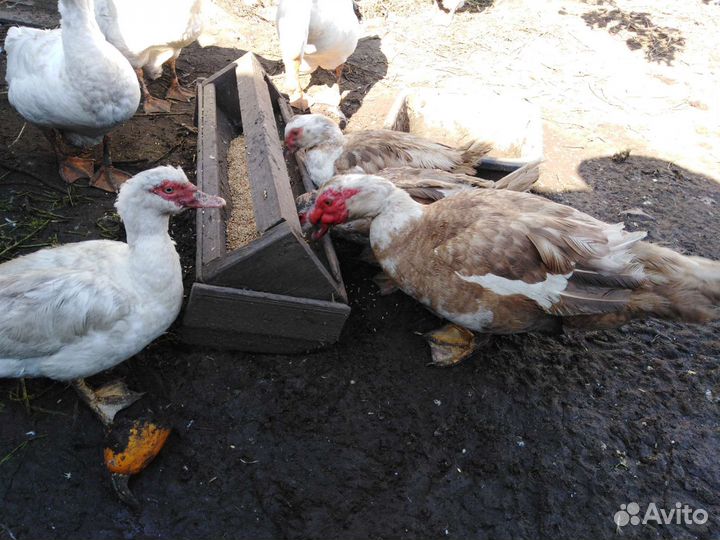 Семья гусей, семья индоуток