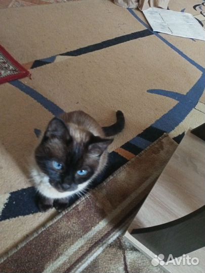 Котик мальчик