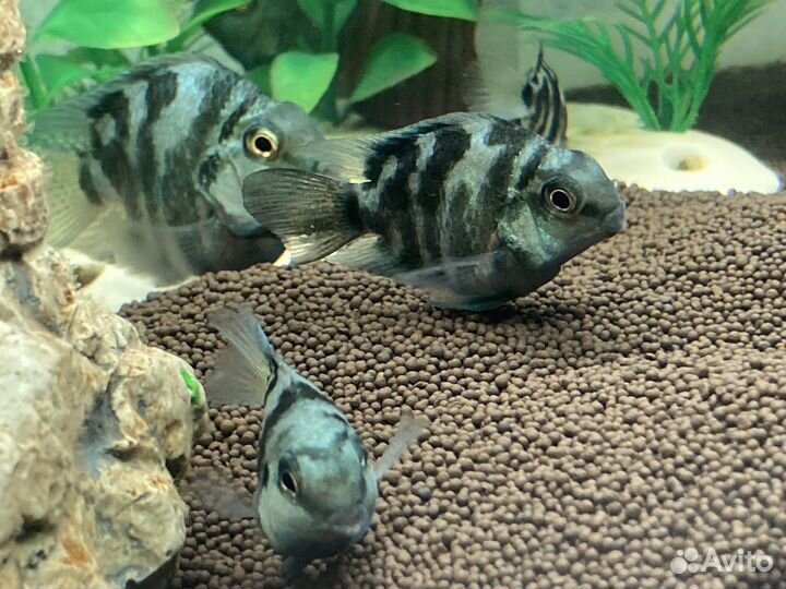 Сапфировый попугай (Попугай панда)