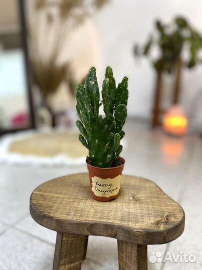 Комнатные домашние растения. Кактус