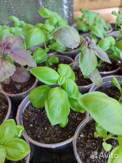Базилик рассада