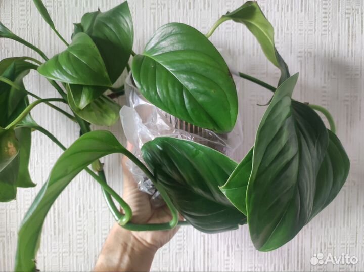 Монстера акумината и аглаонема