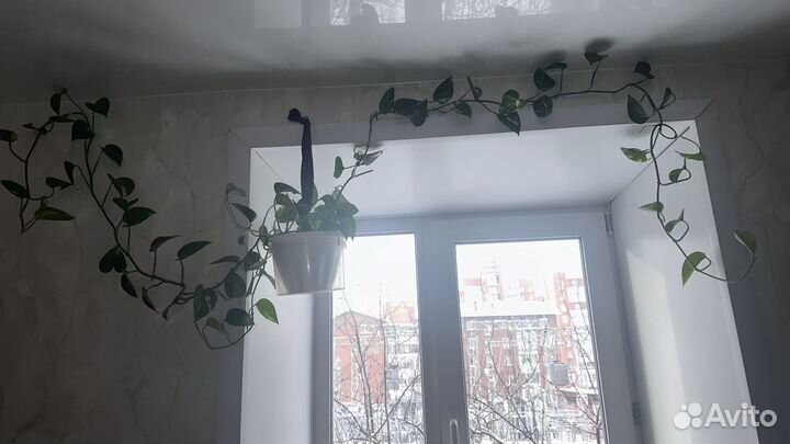 Сциндапсус