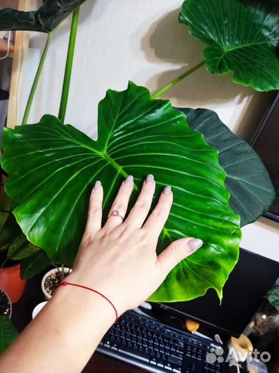 Алоказии разных сортов