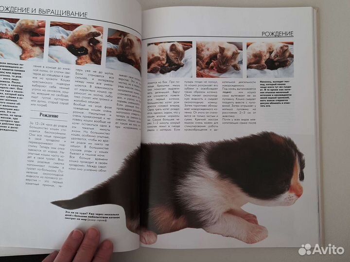 Гофманн. Кошек надо понимать