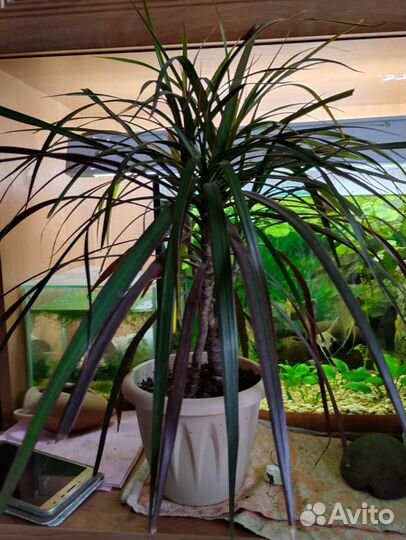 Комнатные растения