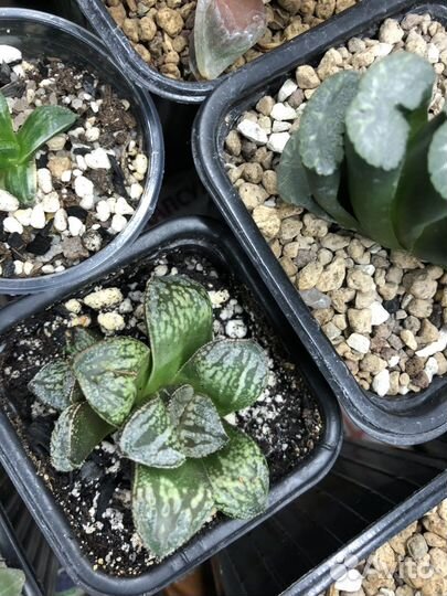 Редкие, коллекционные суккуленты