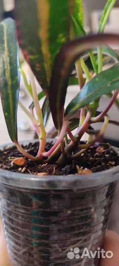 Кротон Занзибар