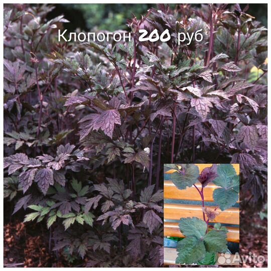 Бадан,Морозник,Седум,Флоксы,Физостегия