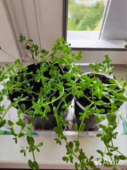 Брами (Bacopa moneri)