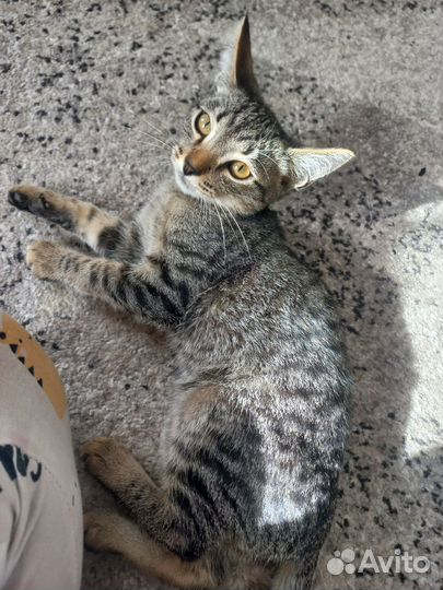 Кошка в дар бесплатно