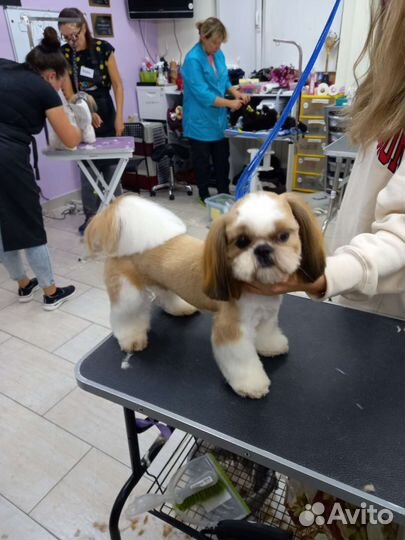 Стрижка собак и кошек (Груминг)