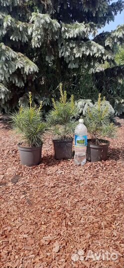 Саженцы сибирского кедра