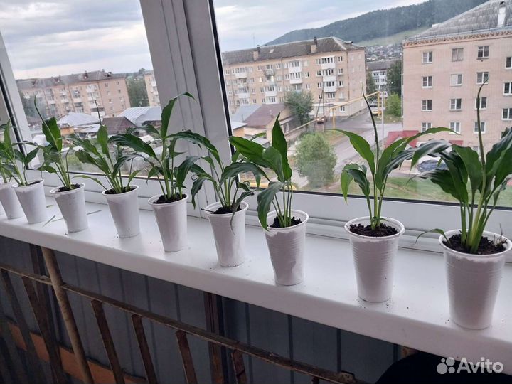 Спатефилум