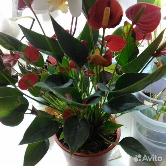 Антуриум mini