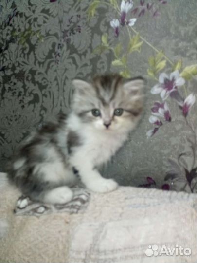 Кошка в дар бесплатно
