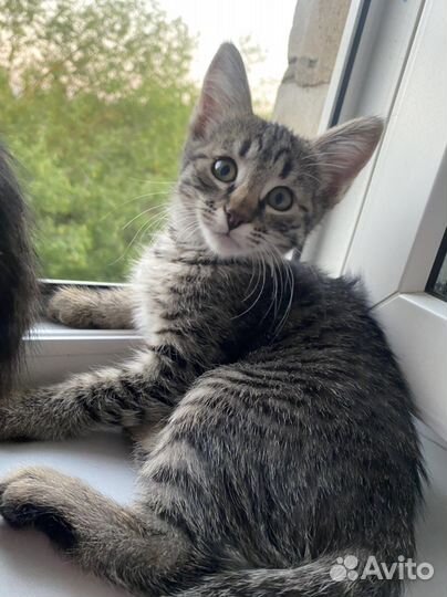 Котенок в добрые руки