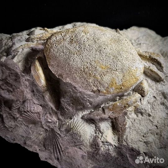 Краб окаменелость ископаемое палеонтология