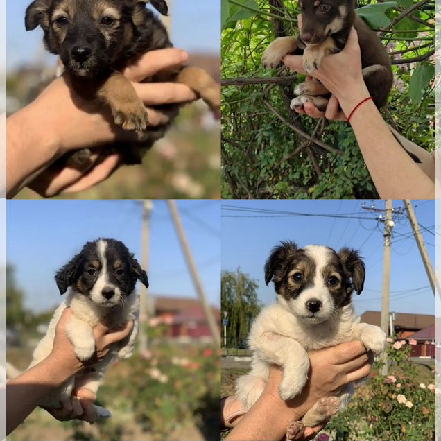 Щенок в добрые руки