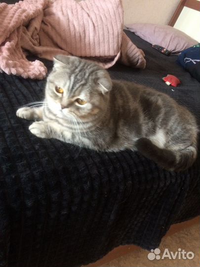 Кошка Бесплатно