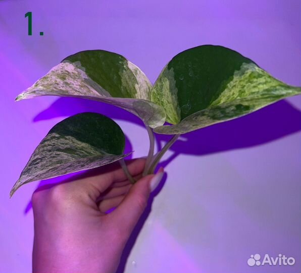 Эпипремнум марбл квин