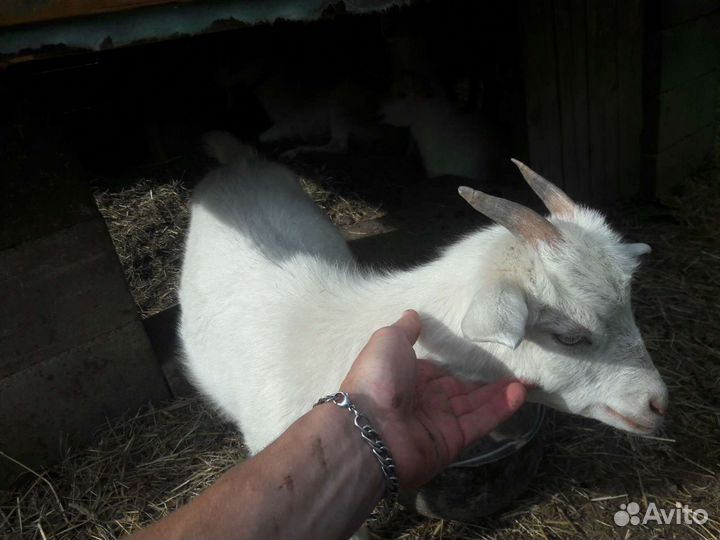 Зааненские козы молочные, козлята