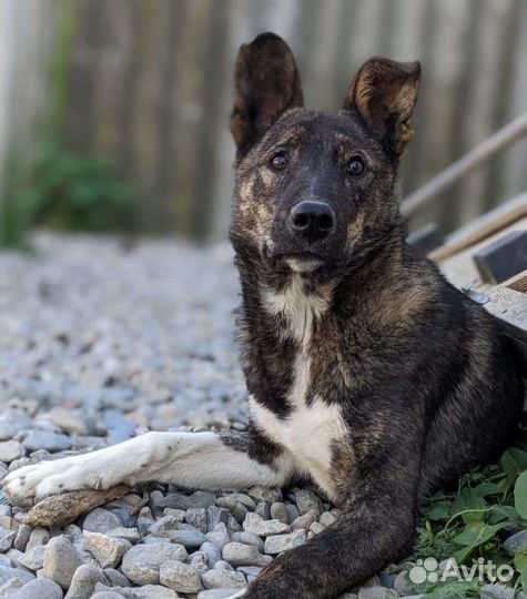 Красавец Балу ждёт хозяина