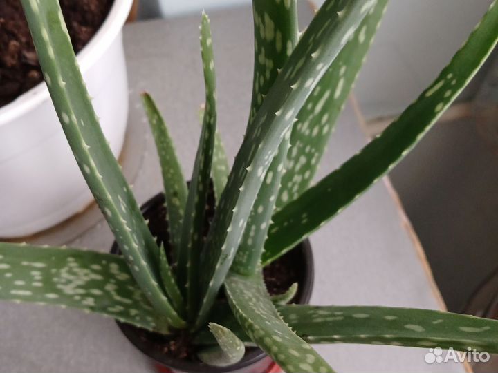 Алоэ вера лечебный