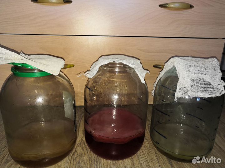 Чайный Гриб здоровье