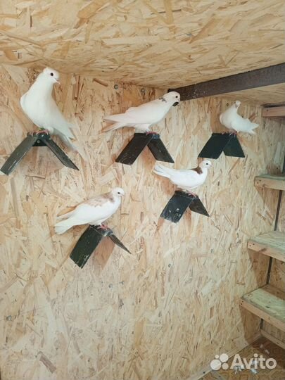 Голуби гривуны