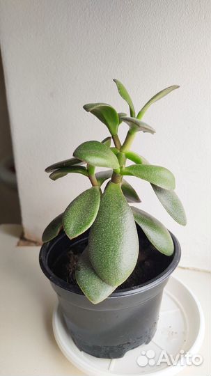 Денежное дерево толстянка