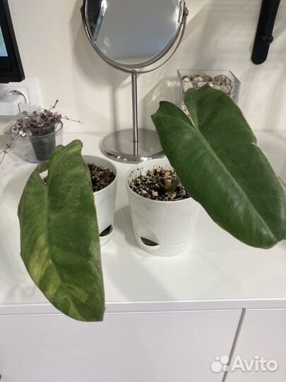 Филодендрон параисо верде