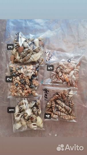 Морские ракушки для resin art