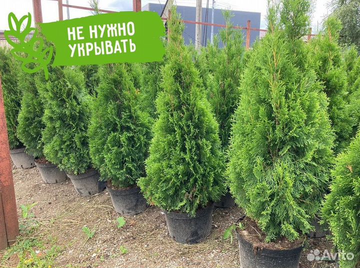 Саженцы Туя Смарагд 120-140 см доставка