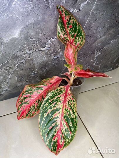 Аглаонемы сортовые