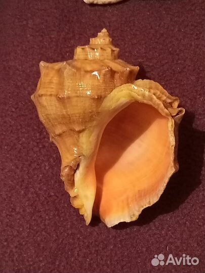 Морская ракушка для аквариума