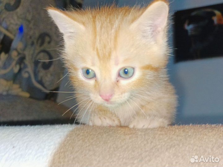 Кошка