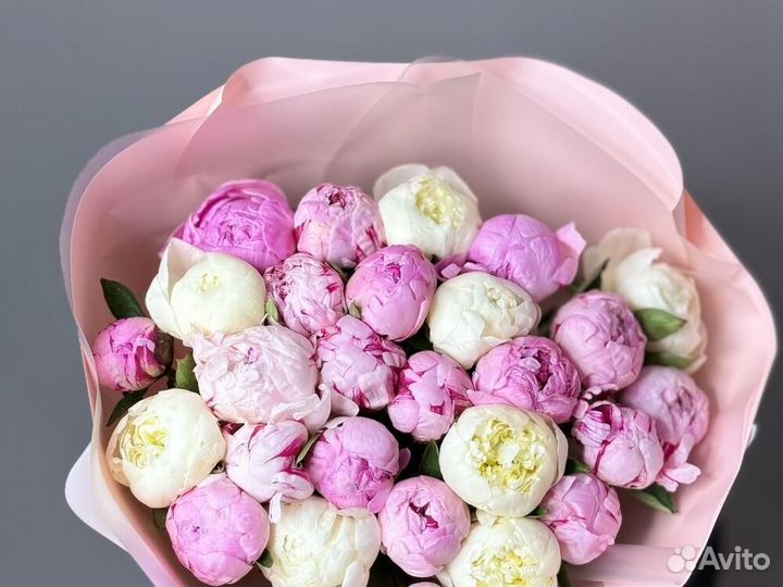 Голландские пионы