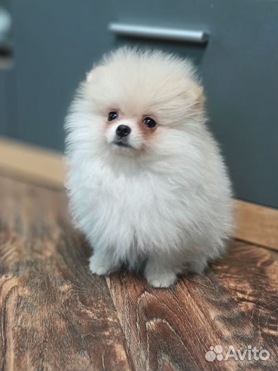 Кремовая малышка