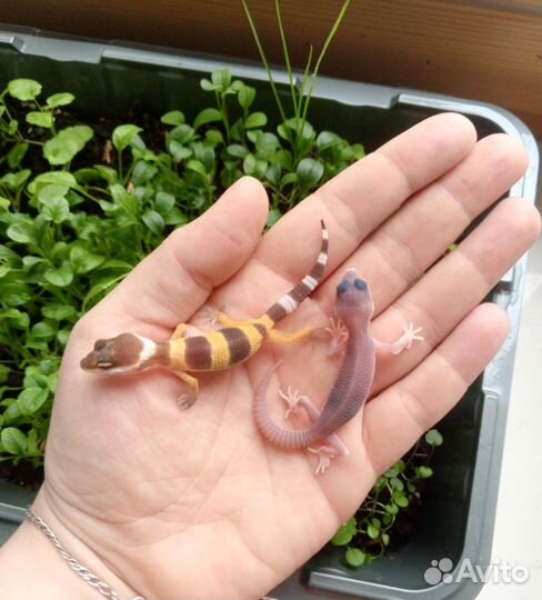 Малыши эублефары