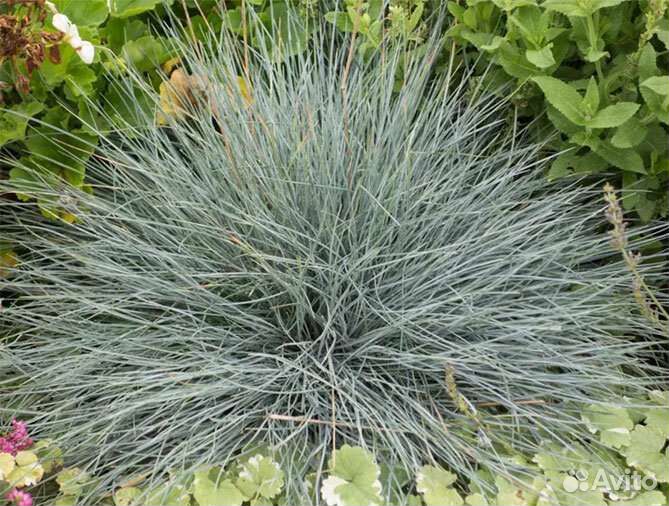 Многолетники для сада