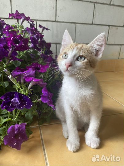 Коты бесплатно