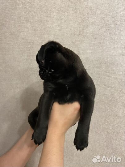 Мопсик мальчик